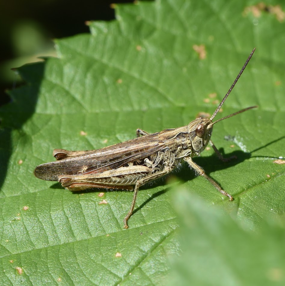 Bruine sprinkhaan - Chorthippus brunneus