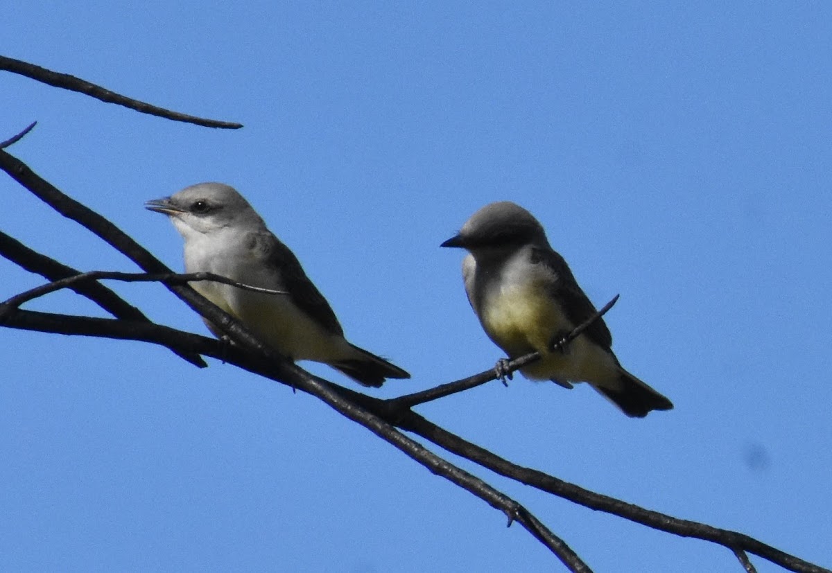 Western Kingbird