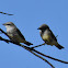 Western Kingbird