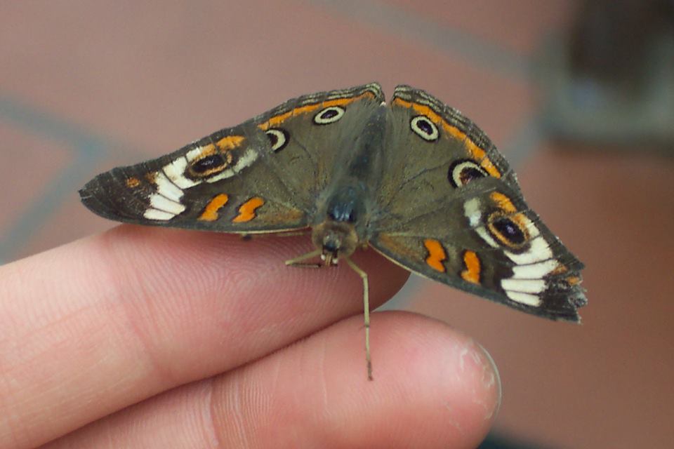 Buckeye Butterfly