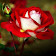 Roses) icon