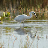 Little Blue Heron (Immature)