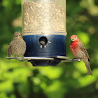 House Finch (Female, left; Male, right)