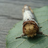 Buff tip moth