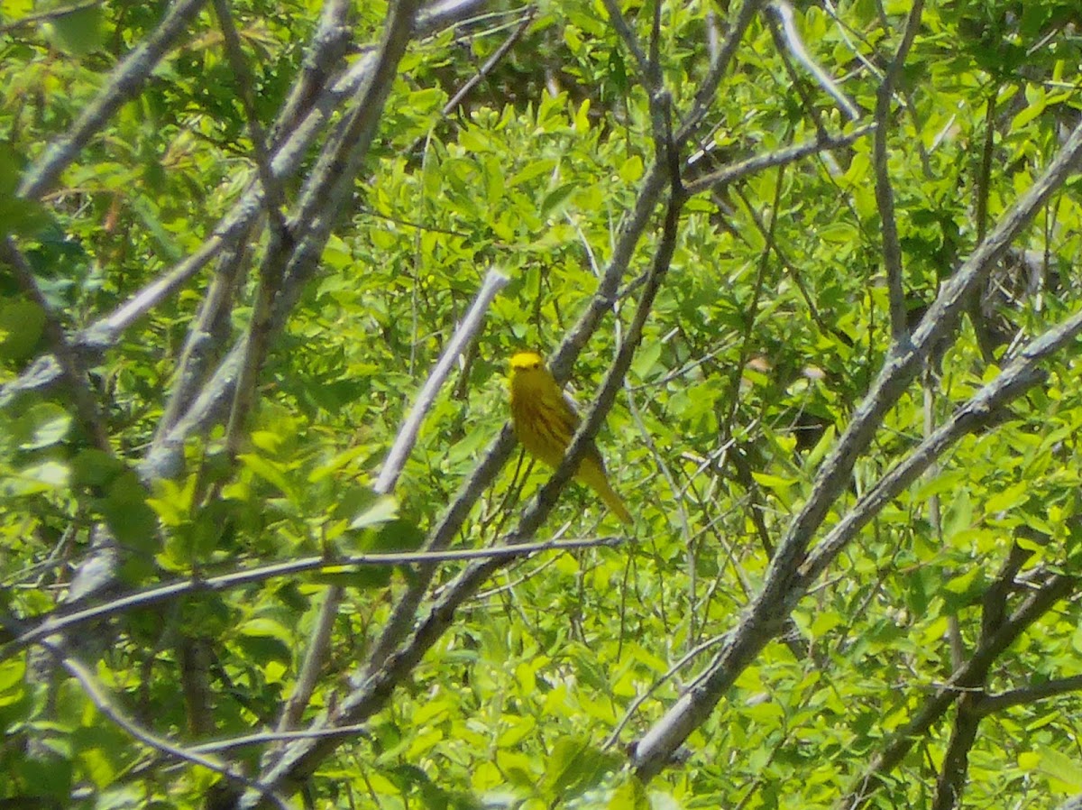 Yellow Warbler