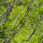 Yellow Warbler