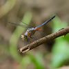 Blue Dasher