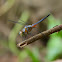 Blue Dasher