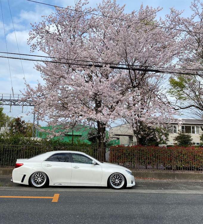 マークXの広げようハの字の輪・車熱下がり気味・桜と愛車・桜とコラボに関するカスタム事例の投稿画像1枚目