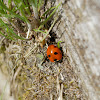 Seven Spotted Ladybug