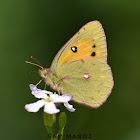 Dark Clouded Yellow