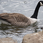 Canada Goose