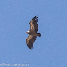 Griffon Vulture; Buitre Leonado