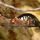 salamander perspicillata