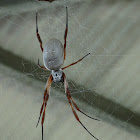 Australian Golden Orb Weaver