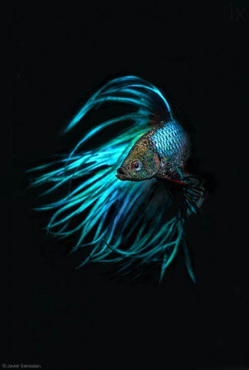 Betta Fish Wallpaper: If you are a fan of Betta fish, then Betta Fish Wallpaper is definitely the perfect choice for you! The high-quality image will bring out the colorful and vibrant essence of this unique fish species, brightening up your phone or computer screen. Check out the related image now to discover the beauty of Betta fish that you might have never seen before!