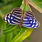 Mexican Bluewing or Blue Wing