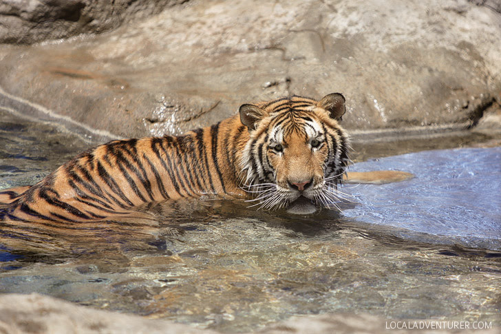 Tiger Rescue - Lions Tigers and Bears Alpine California.