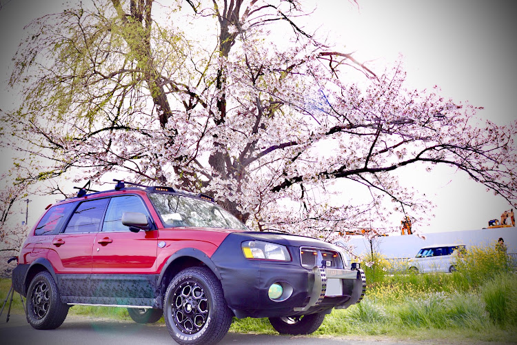 フォレスターの桜とコラボ・サクラと愛車・桜・目指せPickUpCarsに関するカスタム事例の投稿画像1枚目