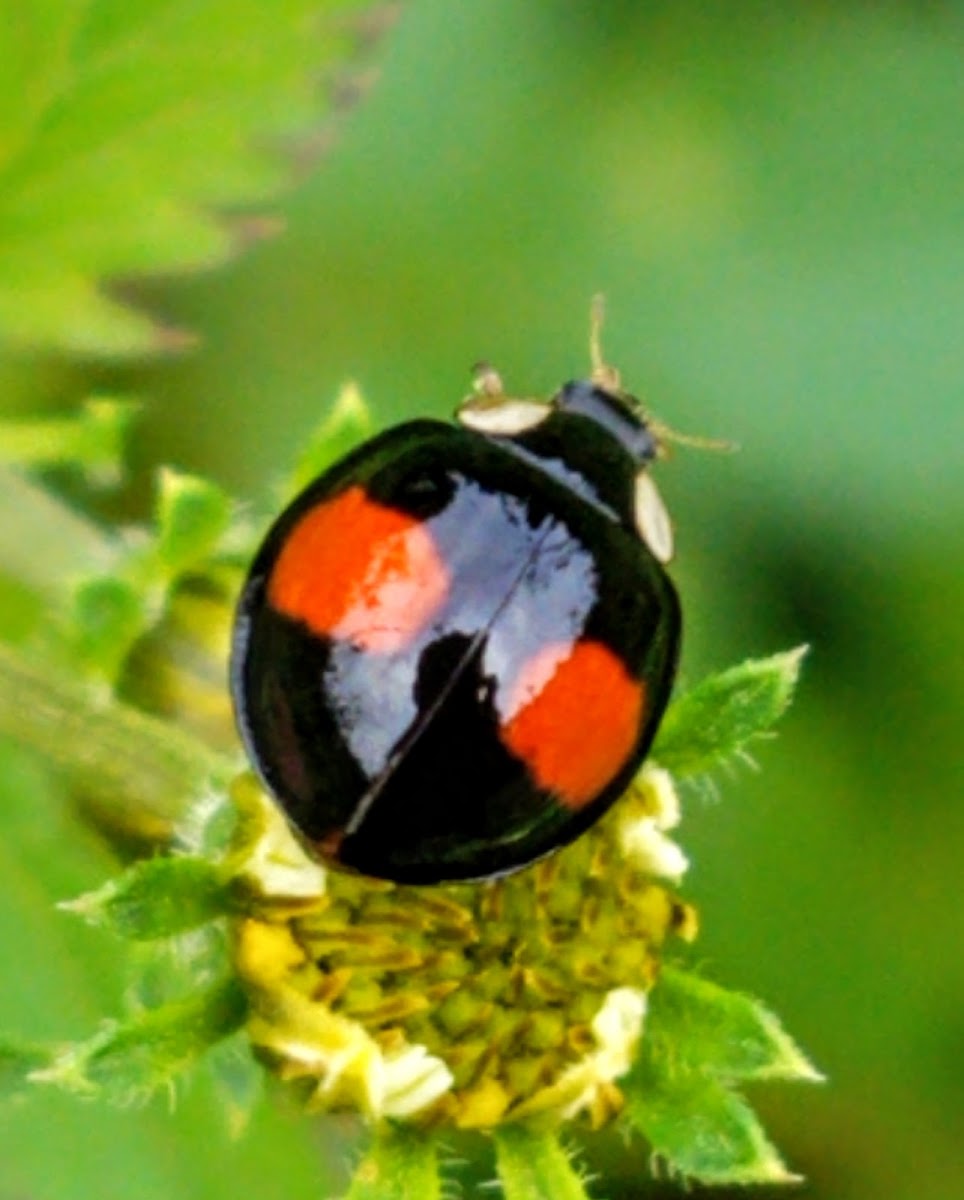 Coelophora ladybug