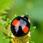 Coelophora ladybug