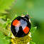 Coelophora ladybug