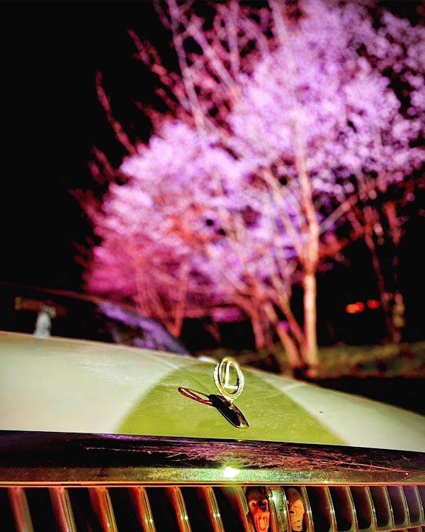ローレルのローレル・C35ローレル・ローレルのある生活・桜コラボ🌸・桜が散る前にに関するカスタム事例の投稿画像1枚目
