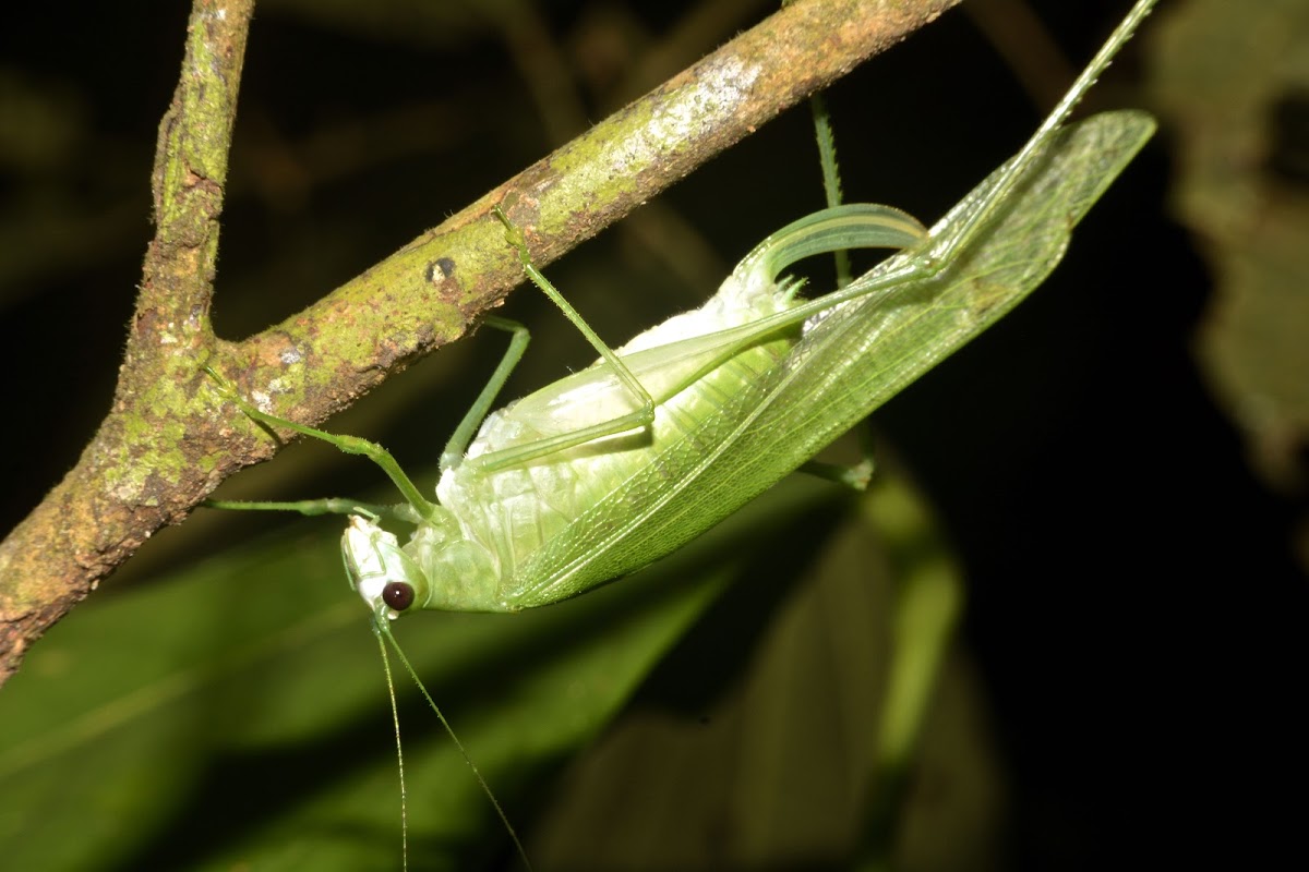 Katydid