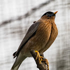 Brahminy Starling