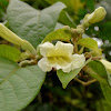 Vine Flower