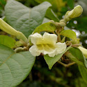 Vine Flower