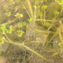 Pacific Tree Frog egg cluster