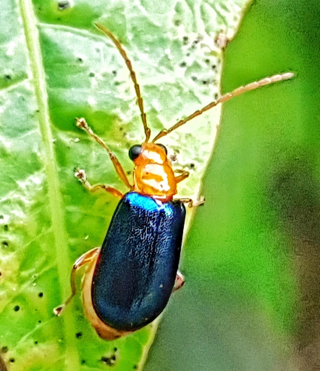 Beetle