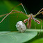 Long-jawed Orb-weaver