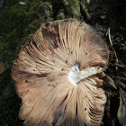 Deer Mushroom