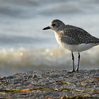 Black-bellied Plover