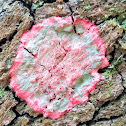 Christmas Wreath Lichen