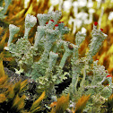 Lichen