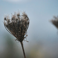 Fiore d'inverno..... di 