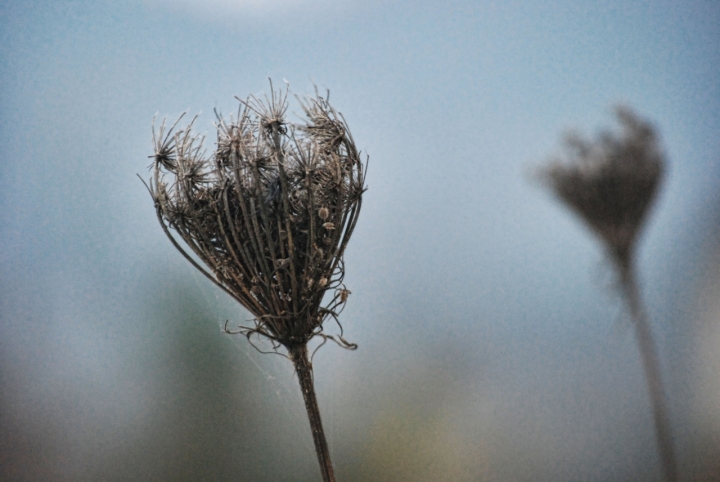 Fiore d'inverno..... di Zerosedici