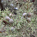 Greek juniper