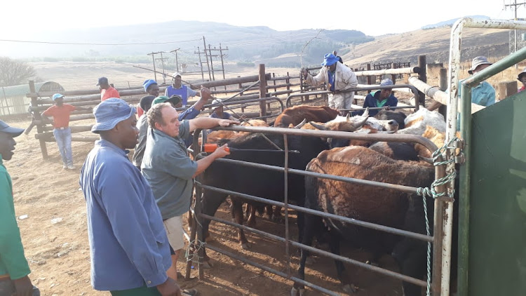 Livestock owners were also part of the operation to help identify their stolen animals.