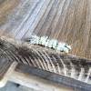 Hickory Tussock moth caterpillar