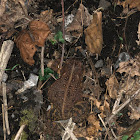 American Toad