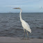 Great White Heron (white morph great blue heron)