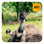 Ostrich Wallpaper HD New Tab Theme