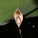 Spider Guarding its Egg Sac