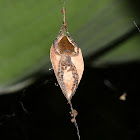 Spider Guarding its Egg Sac