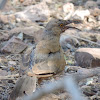 Curve-billed Thrasher