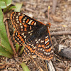 Edith's checkerspot